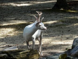 woodland caribou in woods of alberta canada