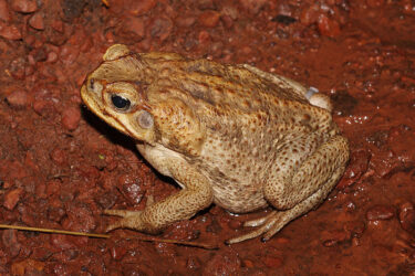 The Marina Cane Toad is not legal to own as a pet in Alberta.