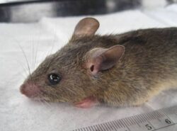african soft fur rat is legal to own as a pet in Alberta.