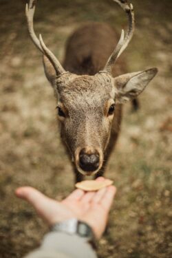 person feeding a brown deer. You can feed wildlife, but you can't bait or trap for the purpose of hunting in alberta.