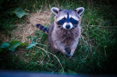 brown and black raccoon. you can not legally own a pet raccoon in alberta canada.