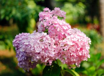 pink smooth hydrangea flowers can grow in alberta.