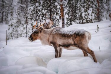 caribou in Alberta in the winter snow