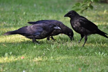 murder of black crows on green grass. crows are protected in alberta.
