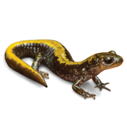 long toed salamander. 1 type of salamander in Alberta Canada.