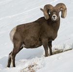 Rocky mountain big horn sheep. official mammal of alberta canada.