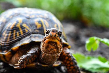 close up photo of turtle. Most turtles are legal in alberta.