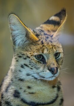 serval with spots in nature. It is legal to own an f4 savannah cat in Alberta Canada.