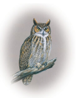 The great horned owl is the official bird of Alberta.