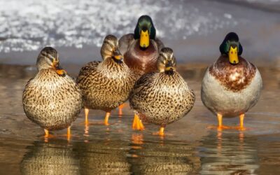 white and brown wild duck on water. You can’t legally own a pet duck in alberta canada.