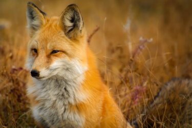 close up of fox on grass. You can’t own a fox legally in Alberta, Canada.