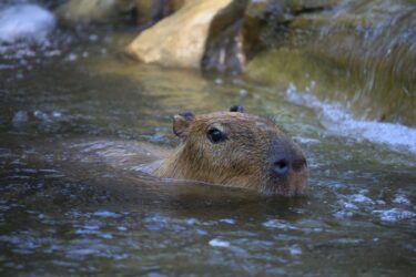 capybara in water. You can legally have a pet capybara in alberta, canada.