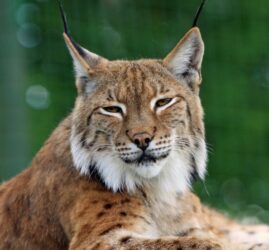 lynx laying down. You can not have a pet lynx in Alberta, Canada.