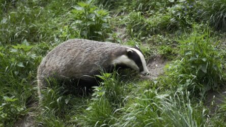a gray badger on green grass. There are north american badgers in alberta, canada.