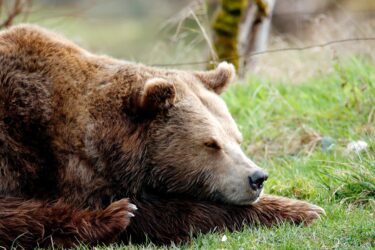 a brown bear sleeping on the grass. Alberta bears hibernate november to april.