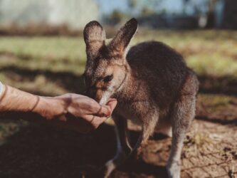 close up photo of person hand feeding a kangaroo bc. You can legally own a wallaby in Alberta, Canada.