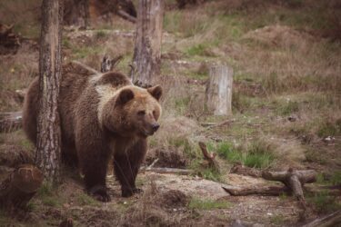 brown bear. You can legally carry bear spray in alberta but pepper spray is illegal.