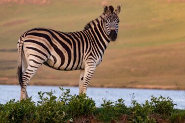 zebra standing on grass. You can not legally own a pet zebra in alberta canada.