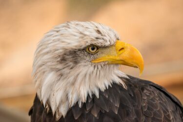 white and brown eagle in close up. Alberta has 2 types of eagles.