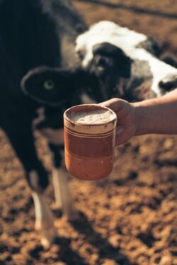 Holding milk in a field of cows. It is illegal to buy, sell or give away raw milk in Alberta, Canada.