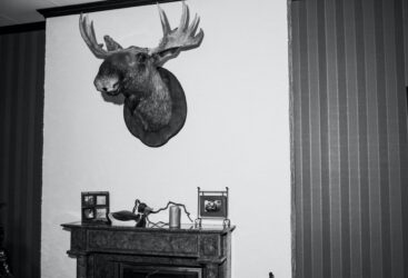 Shoulder mount moose taxidermy on the wall. To sell taxidermy legally in Alberta you must have a license to sell.
