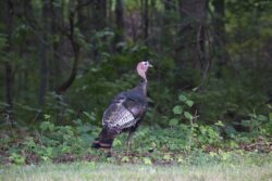 There are wild turkeys in alberta