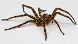 wolf spiders are commonly found in Alberta