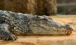 black crocodile lying on ground. You can not legally own a pet alligator or crocodile in Alberta, Canada.