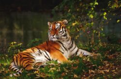 tiger lying on green grass. You can’t legally own a pet tiger in alberta, canada.