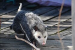 close up of an opossum. It is illegal to own an opossum in alberta, canada.