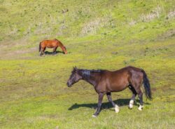 You can legally capture wild horses in Alberta, Canada but only with a license.