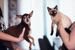 photo of people holding siamese cat and chihuahua. Alberta does not have maximum limits on dog and cat ownership provincially.