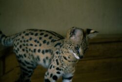 pet serval cat in enclosure. You can not legally own a serval cat in alberta, canada.
