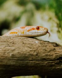 white and orange corn snake on log. You can legally own a pet corn snake in alberta canada
