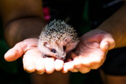 hedgehog resting in hands. you can legally own hedgehogs as a pet in alberta, canada.
