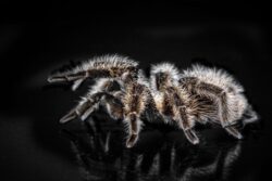 close up of tarantula. You can legally own a pet tarantula in alberta, canada.