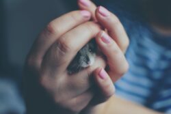 close up of woman holding a hamster or gerbil in hands. It is legal to have a pet gerbil or hamster in alberta.