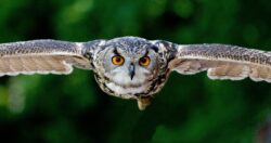 closeup of owl wing span flying toward camera. you can not legally own a pet owl in alberta, canada.