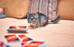 a close up shot of a long tailed chinchilla playing cards. you can legally own a pet chinchilla in alberta canada.