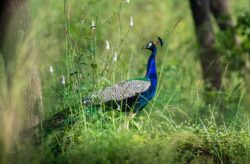 peacock standing among green grass in nature in daytime. You are allowed to own a pet peacock legally in alberta canada.