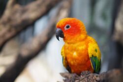 a colorful parrot on a tree branch. you can legally own pet parrots in alberta canada.