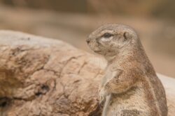 prairie dogs might be legal to own as a pet in alberta depending on the species.