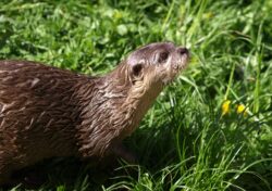 otter in the grass. You can not have a pet otter in alberta, canada.