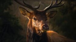 close up photo of brown deer. you can legally hunt with a crossbow in alberta.
