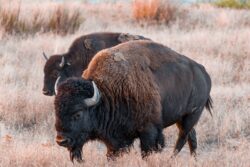brown bison on brown grass field. Answering the question “can you hunt bison in Alberta, Canada?”