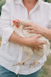 a person holding white chicken on farm. We answer “how many chickens can you own without a quota?”