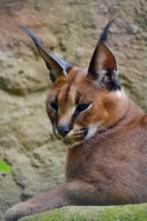 close up photo of a brown caracal. It is not legal to own a pet caracal in alberta, canada unless you have special permits like a zoo.