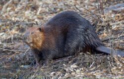photo of a beaver. we are answering the question “can you shoot beavers in alberta?”.