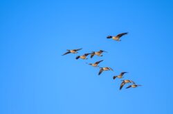 flock of canada geese soaring in sky during migration south. We are answering “where do canada geese go in the winter?”