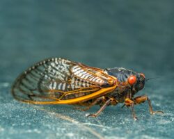 extreme close up of a cicada. We talk about the types of cicadas that are found in Alberta, Canada.